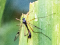 Ptychoptera contaminata